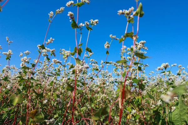 Buckwheat flowers against clear blue  sky. Low angle, bottom view. Farming, harvest, agriculture concept. Blooming field, summer, closeup