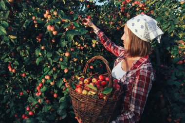 Sepet tutan ve elma toplayan genç bir kadın. Sonbahar hasat konsepti. Sonbahar, Eylül, meyve bahçesi, elma ağacı