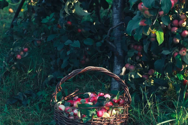 苹果树下草的旧篮子里放的苹果 秋季收获概念 — 图库照片