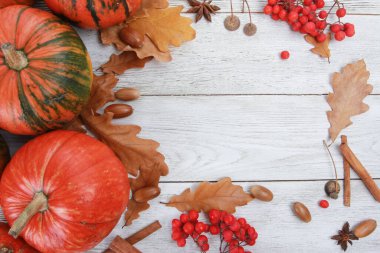 Turuncu balkabakları, baharatlar, kuru meşe yaprakları ve meşe palamutları, beyaz ahşap zemin üzerinde kırmızı böğürtlen demetleri. Sonbahar festivali, hasat mevsimi, Şükran Günü konsepti. Üst görünüm, boşluk kopyala, sınır
