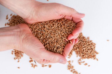 Beyaz arka planda izole edilmiş kalp şeklinde buğday taneleri tutan insan kolları. Üst manzara, yakın çekim. Hasat, tarım, tarım kavramı