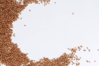 Buğday taneleri beyaz yüzeyde fotokopi uzayı ile dağıtıldı. İzole nesne, üst görüş, sınır. Hasat, sağlıklı yiyecek, malzeme konsepti.