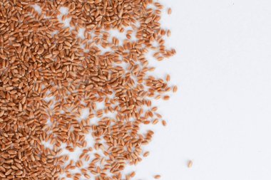 Buğday taneleri beyaz arka planda sınırlıdır. Üst görünüm, reklam, doku, model. Hasat, sağlıklı gıda, malzeme, tarım, tarım, konsept