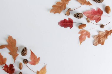 Renkli sonbahar meşesi yaprakları, akçaağaç yaprakları, köknar kozalakları, sınır oluşturan meşe palamutları. Beyaz nesneler, düzenleme, kompozisyon, düz konum, üst görünüm, kopyalama alanı. Sonbahar mevsimi konsepti