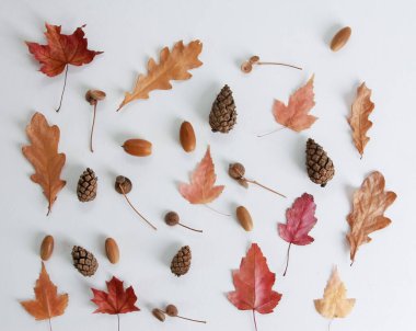 Kuru sonbahar meşesi yaprakları, akçaağaç yaprakları, köknar kozalakları, meşe palamutları. Düzenleme, kompozisyon, düz döşeme, üst manzara. Sonbahar mevsimi konsepti