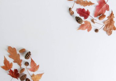 Kırmızı ve sarı sonbahar meşe yaprakları ve akçaağaç yaprakları, köknar kozalakları, sınır oluşturan meşe palamutları. Beyaz nesneler, düzenleme, kompozisyon, düz konum, üst görünüm, kopyalama alanı. Sonbahar mevsimi konsepti