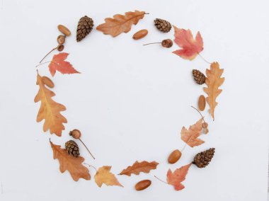 Sonbahar akçaağaç ve meşe yaprakları, meşe palamutları, beyaz üzerine izole edilmiş çam kozalakları. Düz konum, kompozisyon, yuvarlak kenar, üst görünüm, kopyalama alanı. Bitki, mevsim, sonbahar konsepti