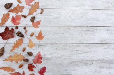 Kırmızı ve sarı sonbahar meşesi ve akçaağaç yaprakları, kozalaklar, meşe palamutları beyaz ahşap arka planda yan sınır oluşturuyorlar. Boşluğu, kompozisyonu, düzlüğü, üst görüntüyü kopyala. Sonbahar mevsimi konsepti