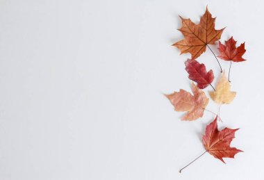 Küçük kuru sonbahar yaprakları beyaz üzerine izole edilmiş. Uzayı kopyala, üst görünüm. Bitki, mevsim, sonbahar konsepti