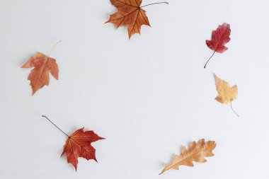 Kuru sonbahar akçaağaç ve meşe yapraklarının çemberi beyazın üzerinde izole. Düz konum, kompozisyon, daire, üst manzara. Bitki, mevsim, sonbahar konsepti