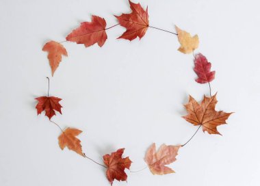 Kuru sonbahar akçaağaç yaprakları beyaza izole edilmiş. Düz konum, kompozisyon, yuvarlak çerçeve, üst manzara. Bitki, mevsim, sonbahar konsepti