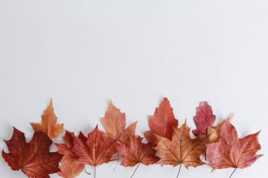 Kuru sonbahar akçaağaç yapraklarından gelen alt sınır çizgisi beyaza izole edilmiş. Düzenleme, sıra, sıra, yığın, kopyalama alanı, üst görünüm. Bitki, mevsim, sonbahar konsepti