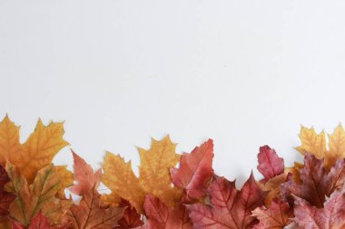 Renkli kuru sonbahar akçaağaç yaprakları beyaz üzerine izole edilmiş alt sınır oluşturur. Düzenleme, sıra, sıra, yığın, kopyalama alanı, üst görünüm. Bitki, mevsim, sonbahar konsepti