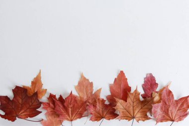 Kuru sonbahar akçaağaç yapraklarının alt sınırı beyaza izole edilmiş. Düzenleme, sıra, sıra, yığın, kopyalama alanı, üst görünüm. Bitki, mevsim, sonbahar konsepti