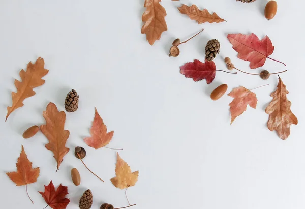 Dry autumn oak and maple leaves, fir tree cones, acorns forming border in corners. Isolated objects on white, arrangement, composition, flat lay, top view, copy space. Fall season concept