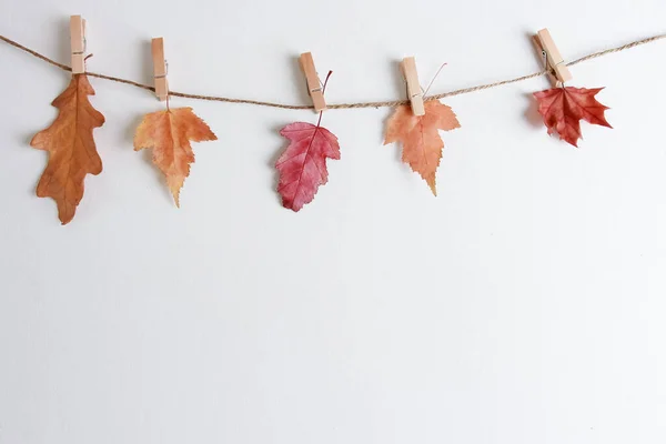 Red and yellow oak and maple leaves fastened with clothespin on craft rope. Autumn garland. Isolated objects on white, composition, copy space. Fall season, decoration concept