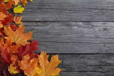 Düşen akçaağaç yaprakları grunge ahşap tahtalarda. Uzayı kopyala, kenar sınır. Sonbahar, doğa, mevsim, dekorasyon konsepti