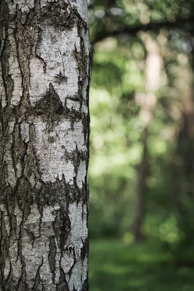 Bouleau dans le parc gros plan, fond flou . — Photo