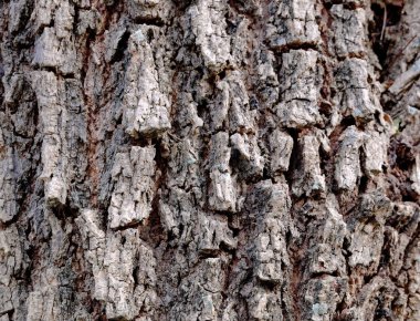 Doku kabuk ağacının doğal arka plan olarak kullanmak.
