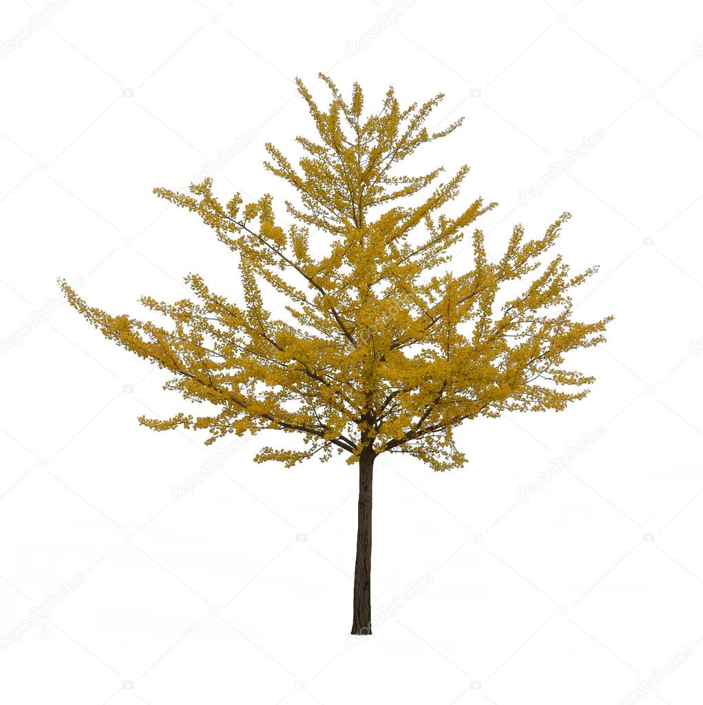Isolated yellow ginkgo tree on white background.