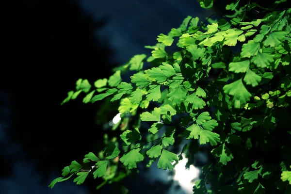 Adiantum Fern Haarmos Fern Tropische Groene Natuur Laat Achtergrond — Stockfoto