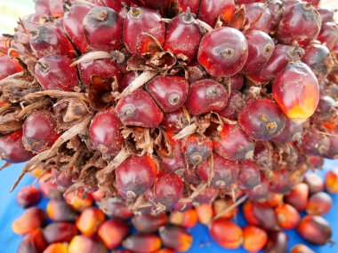 Biyo-petrol üretimi için palmiye yağı meyve demet.