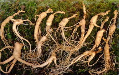 Kore ginseng kökü. Ginseng geleneksel tıpta kullanılan.