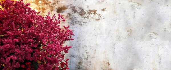 Rode Bloem Concrete Grunge Muur Achtergrond Met Kopie Ruimte — Stockfoto