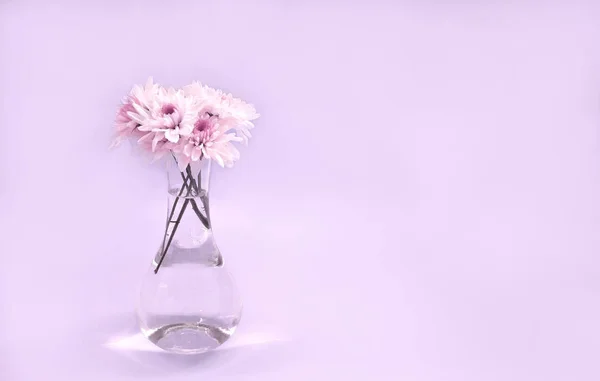 コピースペース付きの色の背景に菊の花. — ストック写真