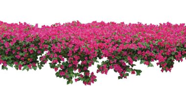 Pembe Bougainvillea çiçeği beyaz arka planda izole edilmiş çalılar yayıyor. Bahar çiçekleri afiş arkaplanı.