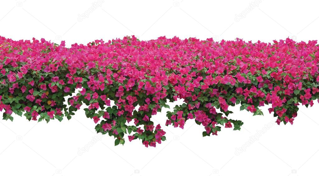 Pink Bougainvillea flower spreading shrub isolated on white background. Spring blossom flowers banner background.