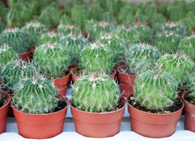 Kaktüs ya da dikenli küçük saksıda sulu bitkiler.