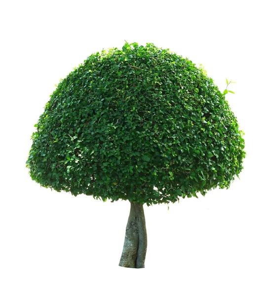 Rund Formad Träd Isolerad Vit Bakgrund — Stockfoto