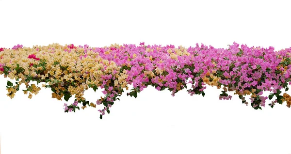 Sárga Rózsaszín Bougainvillea Virág Terjed Bokor Elszigetelt Fehér Alapon Tavaszi — Stock Fotó