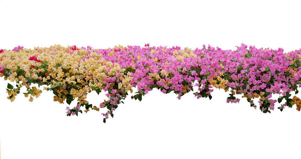 Yellow and pink Bougainvillea flower spreading shrub isolated on white background. Spring blossom flowers banner background