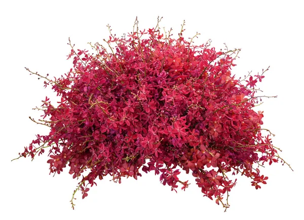 Rosso Orchidea Fiori Disposizione Natura Matrimonio Sfondo Isolato Sfondo Bianco — Foto Stock