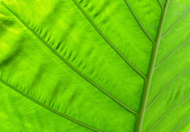 Arkaplan olarak yeşil yaprağın dokusu.