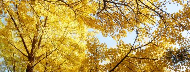 Sarı ginkgo biloba yapraklı sonbahar afişi