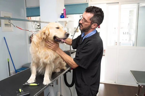 male pet groomer washing and cleaning a golden retriever in grooming salon in keeping your animals clean and healthy concept.