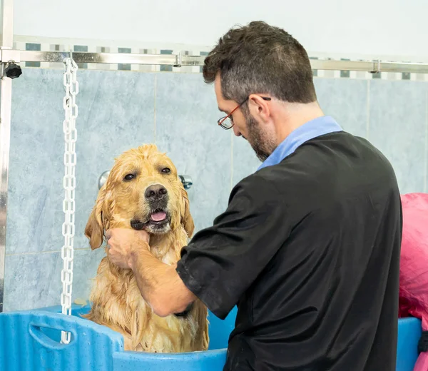 male pet groomer washing and cleaning a golden retriever in grooming salon in keeping your animals clean and healthy concept.