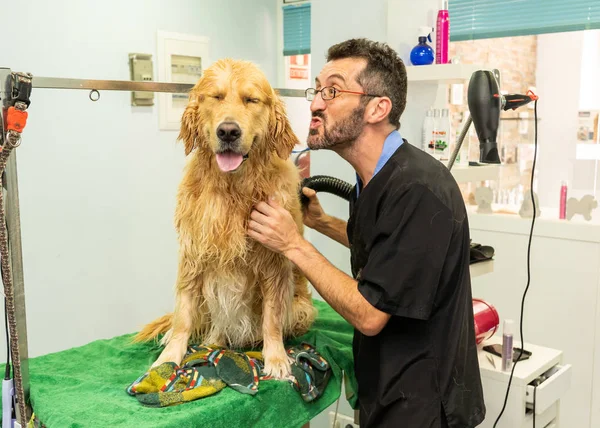 male pet groomer washing and cleaning a golden retriever in grooming salon in keeping your animals clean and healthy concept.