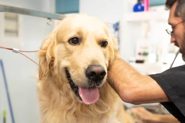 close up of golden retriever in grooming salon, clean and healthy animal concept.