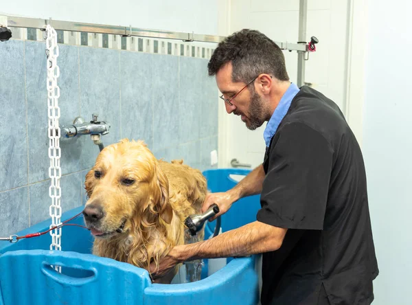 male pet groomer washing golden retriever in blue bath