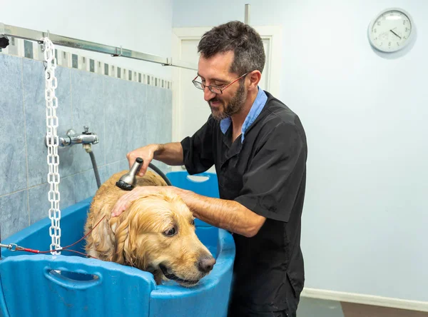 male pet groomer washing golden retriever in blue bath