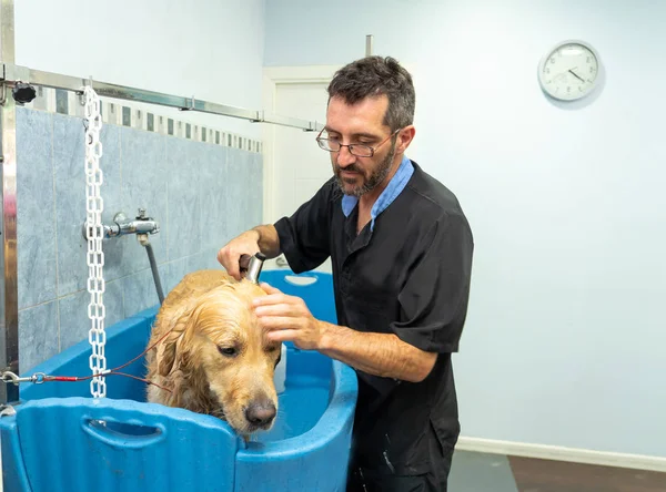 man wearing eyeglasses washing lovely golden retriever sitting in blue bath in grooming salon, keeping animal clean and healthy concept.