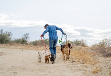 Profesyonel köpek yürüteç veya evcil hayvan bakıcısı parkta tasma üzerinde sevimli farklı cins ve kurtarma köpekleri bir paket yürüyüş. Mutlu evcil hayvanlar ve köpek severler küçük işletme başlatmak.