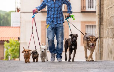 Profesyonel köpek yürüteç veya evcil hayvan bakıcısı şehir caddesinde tasma üzerinde sevimli farklı cins ve kurtarma köpekleri bir paket yürüyüş.