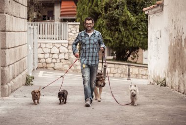 Profesyonel köpek yürüteç veya evcil hayvan bakıcısı şehir caddesinde tasma üzerinde sevimli farklı cins ve kurtarma köpekleri bir paket yürüyüş.