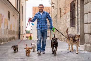 Profesyonel köpek yürüteç veya evcil hayvan bakıcısı şehir caddesinde tasma üzerinde sevimli farklı cins ve kurtarma köpekleri bir paket yürüyüş.