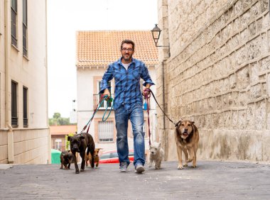 Profesyonel köpek yürüteç veya evcil hayvan bakıcısı şehir caddesinde tasma üzerinde sevimli farklı cins ve kurtarma köpekleri bir paket yürüyüş.